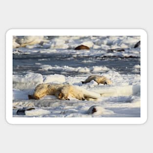 Polar Bear Mother & Cub Grooming Sticker